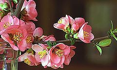 фото "Упорядоченный хаос (1)"