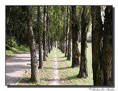 photo "The path of trees"