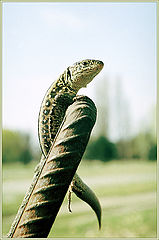 photo "Not ZOO"