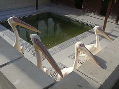 photo "Birdies :-)"