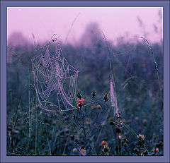 фото "Violet morning"