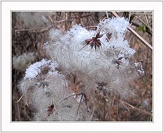photo "Shaggies"