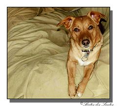 photo "My little dog "Cocas""