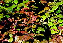 photo "Red and Green"