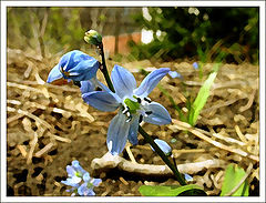 photo "Spring flower"