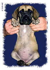 photo "Two weeks old"