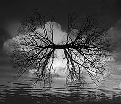 photo "The Dreaming Tree"