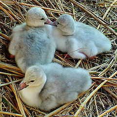 photo "More Cygnets"