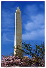 фото "Springtime in Washington"