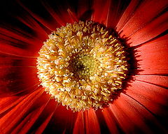 фото "Shasta Daisy Drama..."