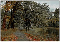 фото "The oaks"
