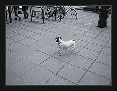 photo "Alone"