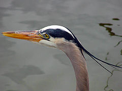 photo "Great Blue Heron"