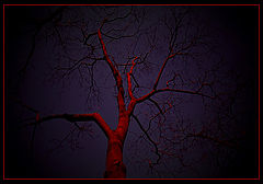 фото "A peaceful tree in the night:)"