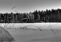 фото "Field"