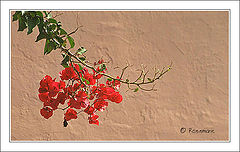 фото "Flowers"