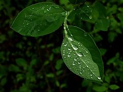 photo "About the Rain"