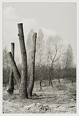 photo "Cutted life"