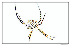 фото "Spider"