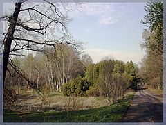 photo "Morning in spring park"