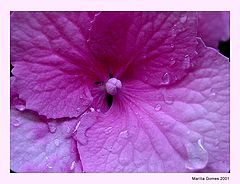 фото "Tears"
