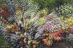 фото "Dynamic Blooms"