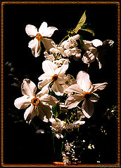 photo "I Was Gifted Some Flowers"