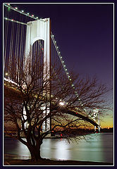 photo "Tree"