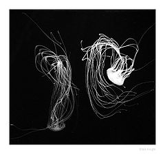 photo "Dancing in the Dark"