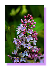 фото "Lilac"