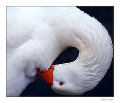 photo "Duck with Orange"
