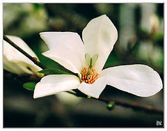 photo "In territory of magnolias..."