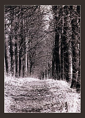 photo "The tacit Guards"