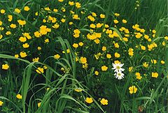 photo "Camomile"