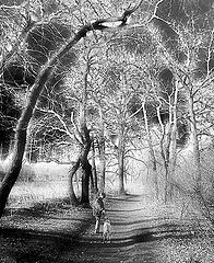 photo "Hallucinations..."