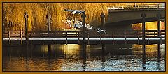 фото "Golden glow"