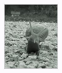 photo "Attack of the Mutant Giant Mega-Snail from Hell"