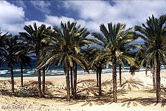 фото "Palm Beach"
