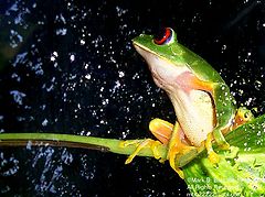 photo "Frog contemplating the universe"