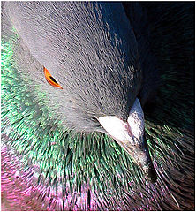 photo "The City King"