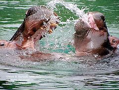 photo "Hippos - Kiss (P4023040)"