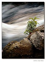 photo "On the rocks"