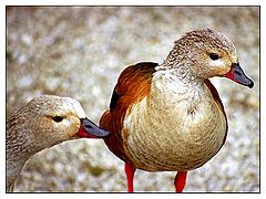 фото "Animal life"