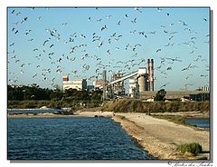 photo "The birds and the factory"