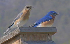 фото "A Handsome Pair...."