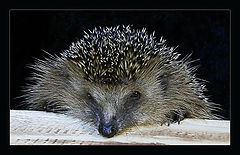 photo "Portrait of night guest...."