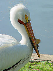 photo "White Pelican"