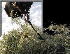 photo "The Horse"