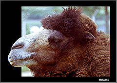 фото "Animal life"