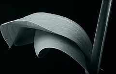 photo "leaves in a vase"